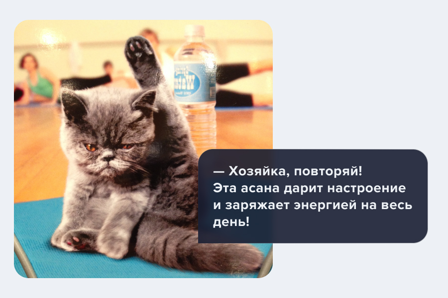 котик