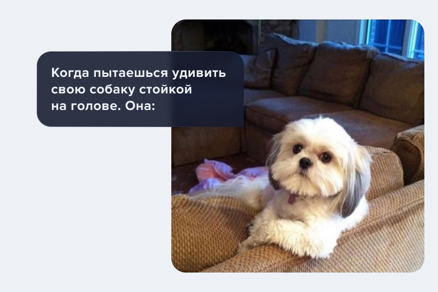 собачка