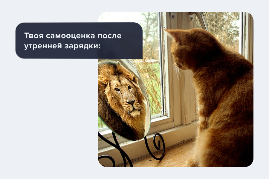 кот
