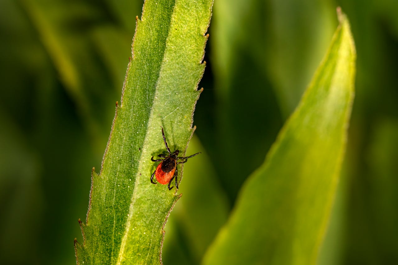 Клещи